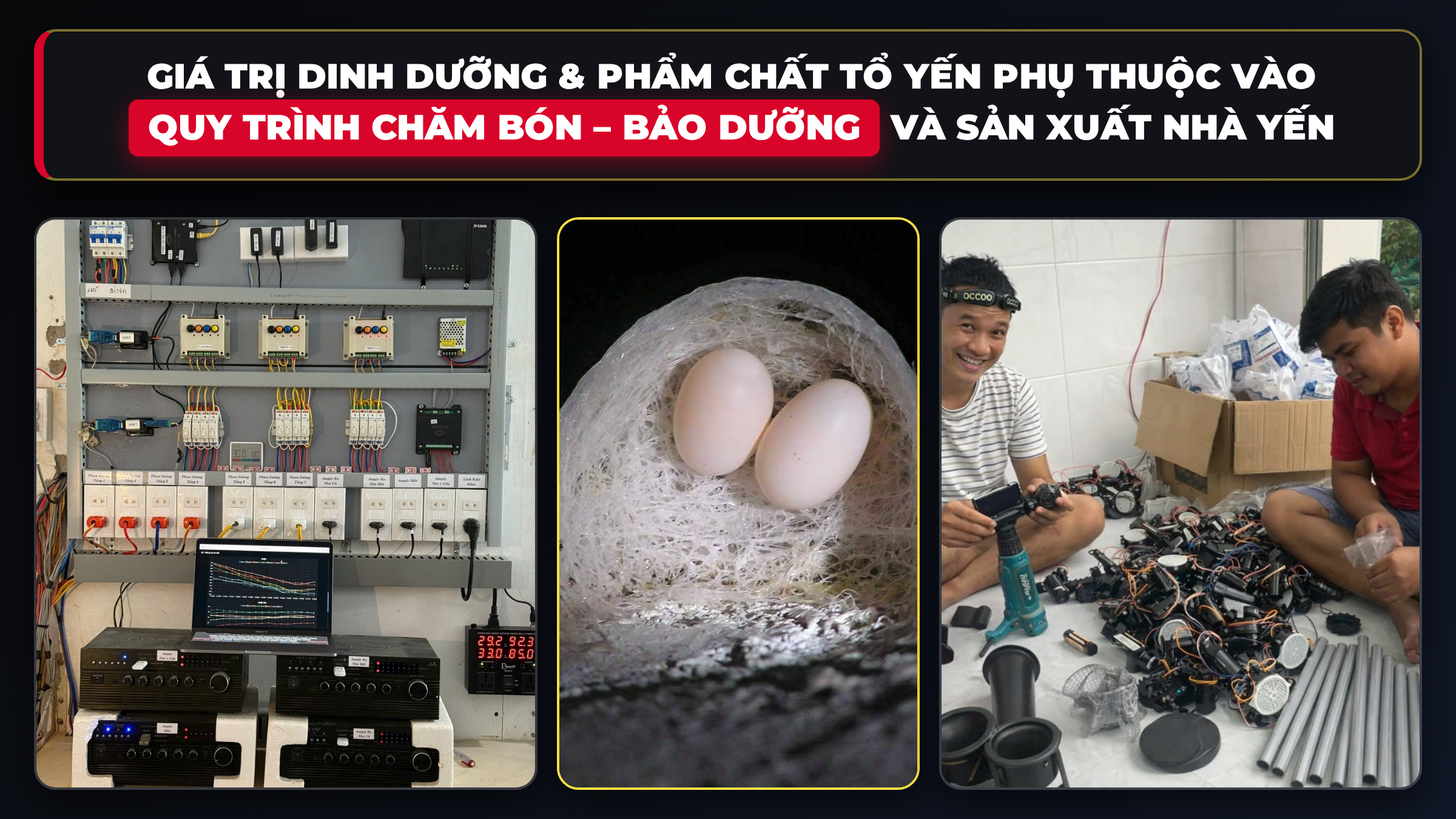 Giá trị dinh dưỡng tổ yến phụ thuộc vào quy trình chăm bón bảo dưỡng và sản xuất nhà yến
