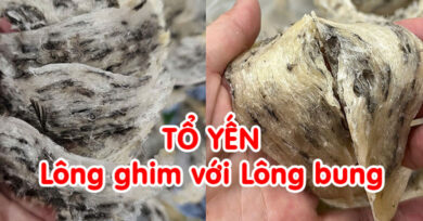 Tổ yến lông ghim với lông bung
