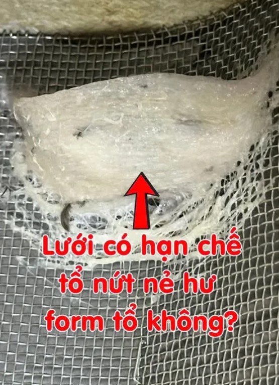 Lưới inox nhà yến