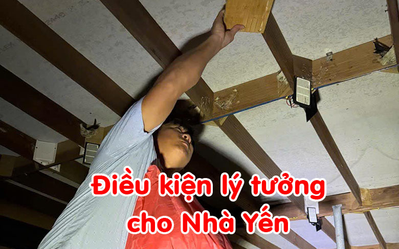 Điều kiện lý tưởng cho nhà yến tạo môi trường chim yến phát triển