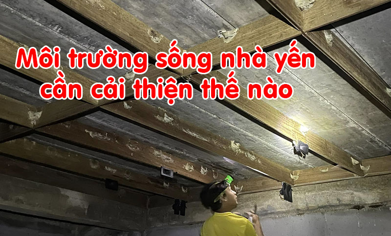 Môi trường sống nhà yến cần cải thiện như thế nào