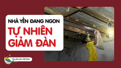 Nhà đang ngon tự nhiên chựng rồi giảm đàn