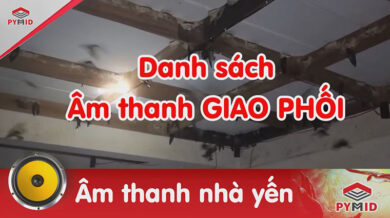 Âm thanh chim yến giao phối