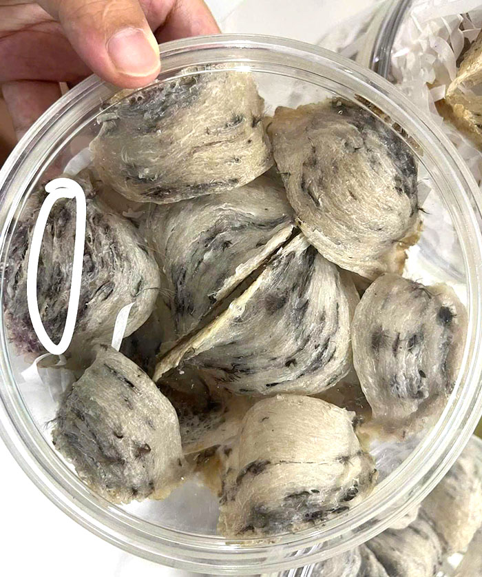 Tổ yến lông ghim