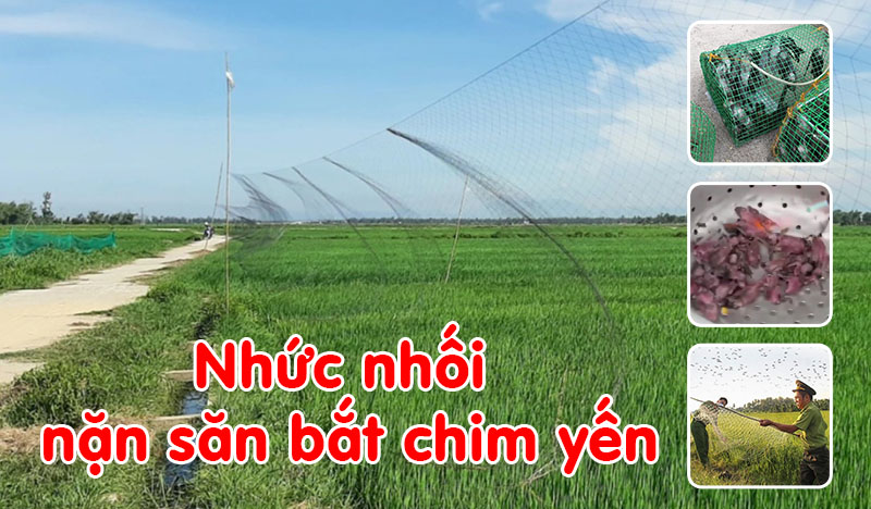 Săn bắt chim yến
