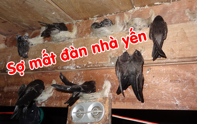 Sợ mất đàn nhà yến