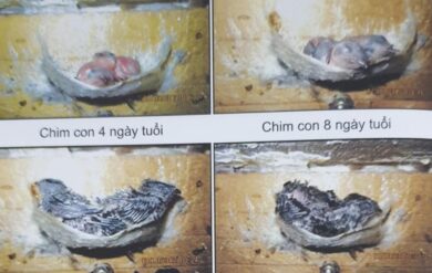 Sổ tay hướng dẫn kỹ thuật nuôi chim yến