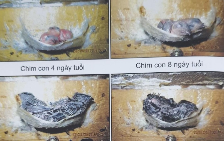 Sổ tay hướng dẫn kỹ thuật nuôi chim yến