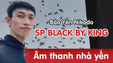 Âm ngoài nhà yến SP Black Byking - Bảo Yến Nikodo
