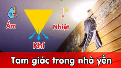 Tam giác ẩm nhiệt khí trong nhà yến