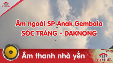 Âm thanh nhà yến Sóc Trăng, Daknong - SP Anak Gembala