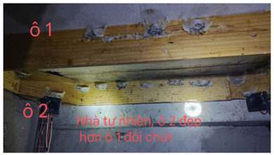 Tổ yên thô đẹp