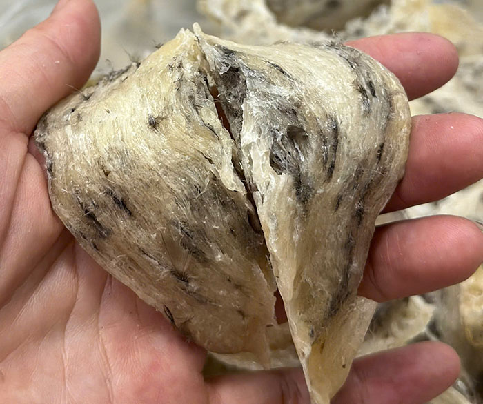 Tổ yến lông ghim