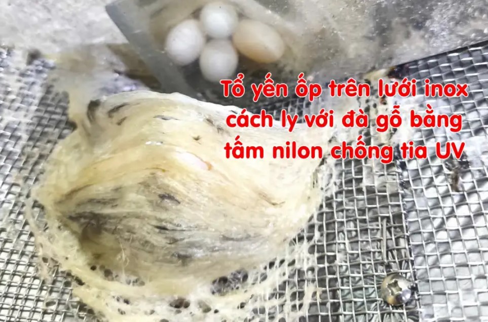 Tổ yến ốp lưới inox bên dưới có kèm nilong