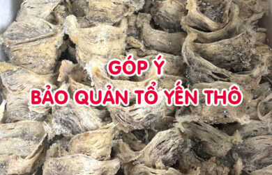 Góp ý cách bảo quản tổ yến thô hiệu quả