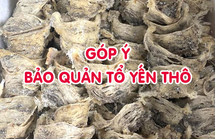 Góp ý cách bảo quản tổ yến thô hiệu quả
