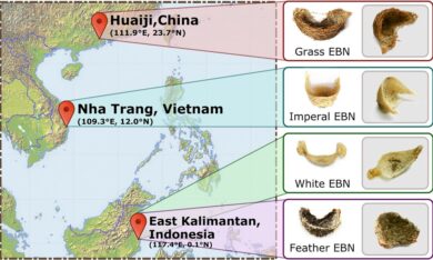 Tổ yến trung quốc, indonesia, việt nam