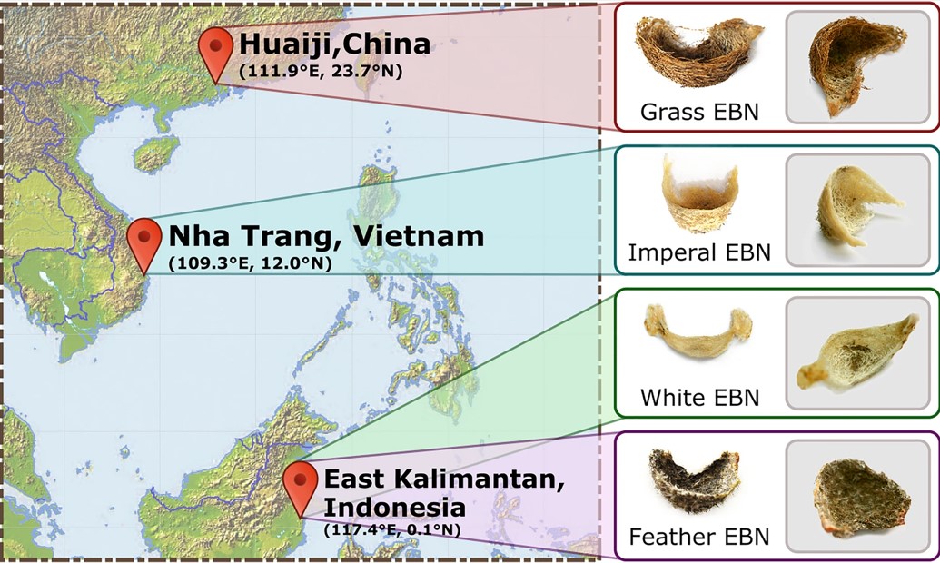 Tổ yến trung quốc, indonesia, việt nam