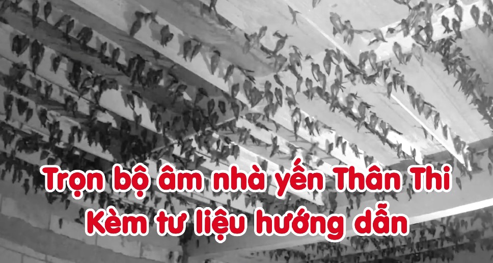 Âm thanh nhà yến thân thi miễn phí trên nhóm nhà yến tự chủ