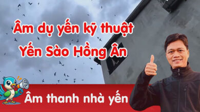 Âm thanh nhà yến Hồng Ân