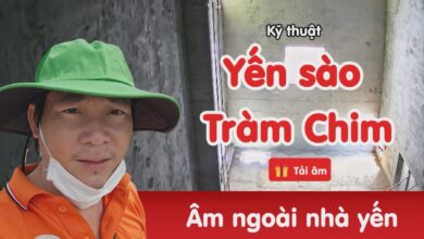 Âm thanh nhà yến Yến sào Tràm Chim - Cậu Ba Yến