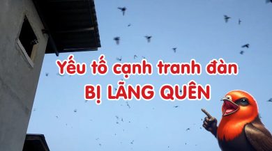 Yếu tố cạnh tranh đàn bị lãng quên