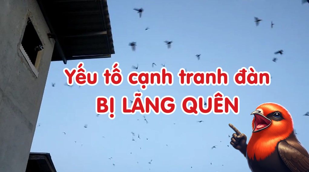 Yếu tố cạnh tranh đàn bị lãng quên